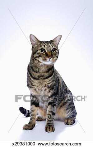 Japanese Cat On White Background Stock Image X29381000 Fotosearch