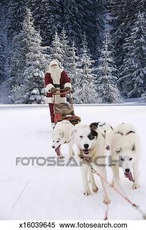 Gros Chien Husky Couché Sur Lherbe Verte Dans Le Parc
