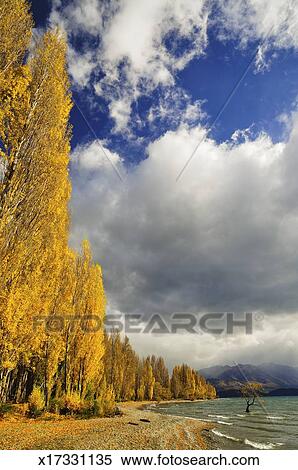 种类最齐全的图像 - 白杨树, 树, 湖, Wanaka x1