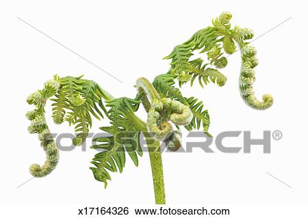 stock images of fern sprout x17164326 search stock photography