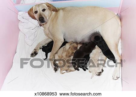Cane Riporto Labrador Giallo Allattamento Cuccioli Archivio