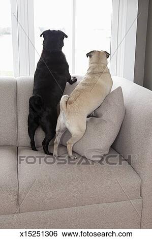 Two Pug Dogs Lookin Out Window From Couch Stock Photograph