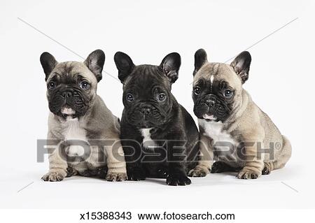 Pedigree Bulldog Francese Cuccioli Fila Bianco Archivio Immagini