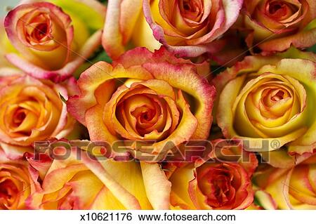 stock images of peach colored roses x10621176 search stock
