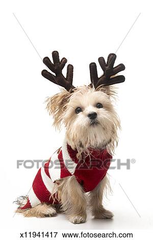 dog with antlers dog with antlers