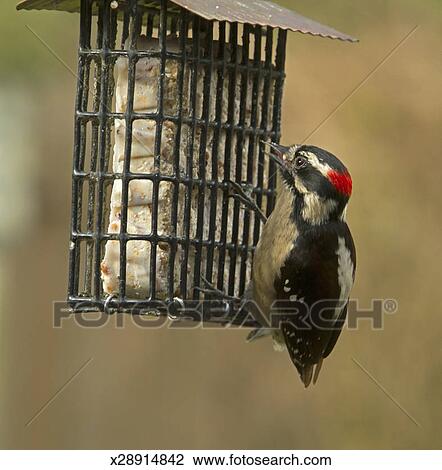 Downey Woodpecker At A Bird Feeder Stock Image X28914842
