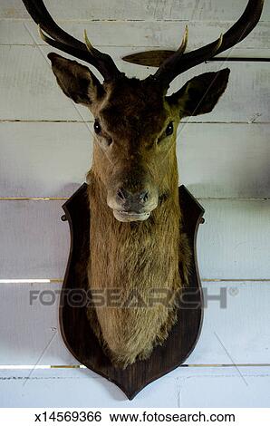 Stag Head Mounted On A Wooden Wall Stock Photograph X14569366