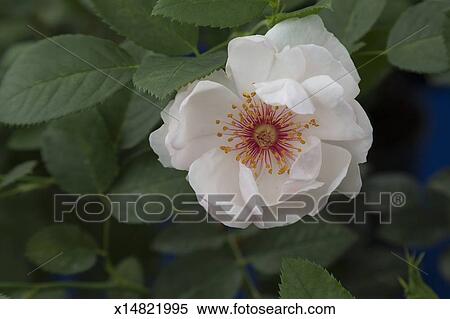 Sauvage Rose Blanche Fleur Banques De Photographies