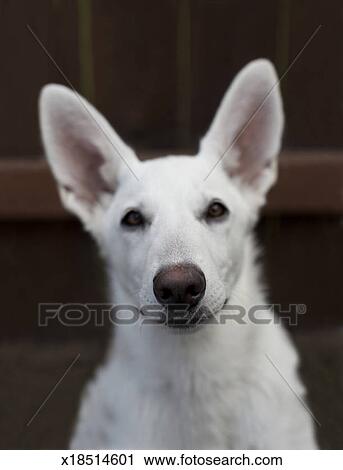 Portrait Of A White Haired German Shepherd Puppy Stock Image