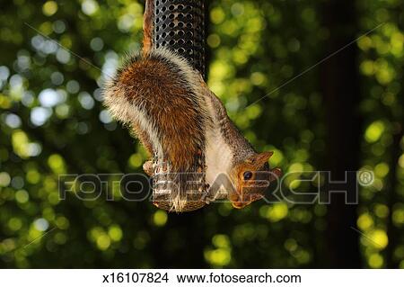 Grey Squirrel Hanging On Bird Feeder Picture X16107824 Fotosearch