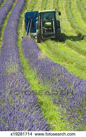 Lavendel Ernten Provence Bild X19281714 Fotosearch