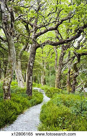 Oak Trees In Killarney National Park Stock Photography X12806165