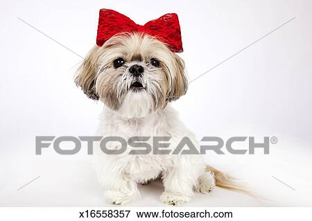 Mignon Shih Tzu Chien Porter A Arc Rouge Banque De Photo