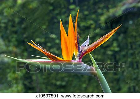 Oiseau Paradis Fleur Grand Plan Banque Dimage