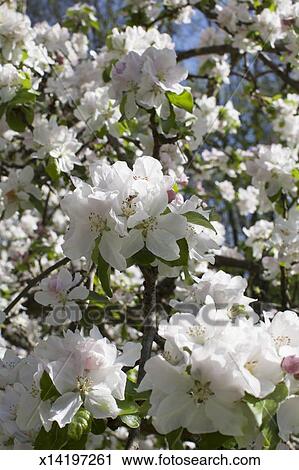 Apfelbaum Blute Stock Bild X14197261 Fotosearch