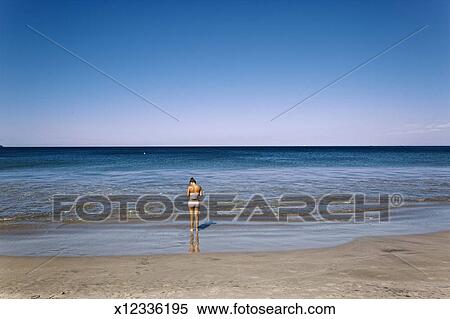 Flamant Rose Plage Costa Rica Banques De Photographies