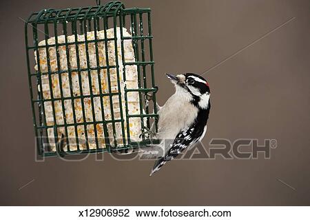 Male Downy Woodpecker At Suet Feeder Stock Image X12906952