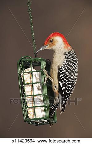 Red Bellied Woodpecker At Suet Feeder Picture X11420594 Fotosearch