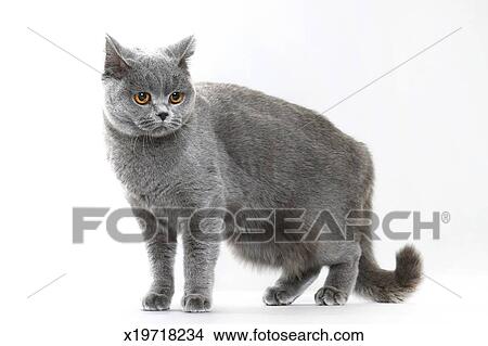 British Shorthair Cat Picture X19718234 Fotosearch