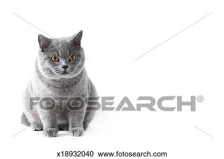 British Shorthair Cat Stock Image X18932040 Fotosearch