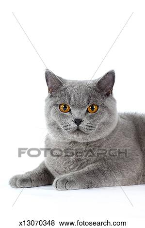 British Shorthair Cat Stock Photo X13070348 Fotosearch