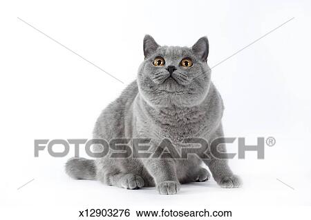 British Shorthair Cat Stock Photograph X12903276 Fotosearch