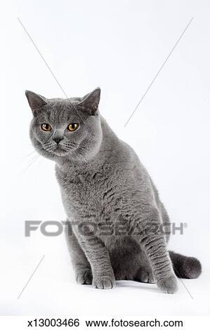 British Shorthair Cat Stock Photograph X13003466 Fotosearch