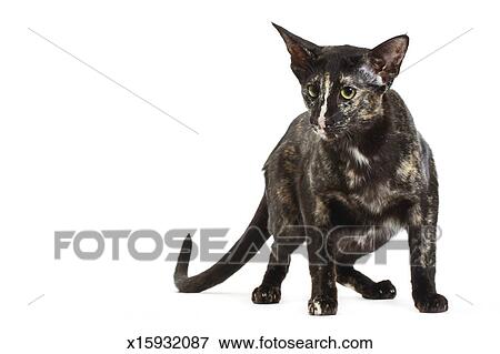 Oriental Shorthair Stock Photo X15932087 Fotosearch