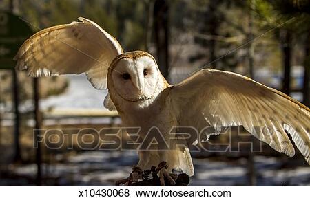 Barn Owl With Wings Spread Stock Photo X10430068 Fotosearch