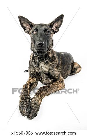 Dutch Shepherd Dog Stock Photography X15507935 Fotosearch