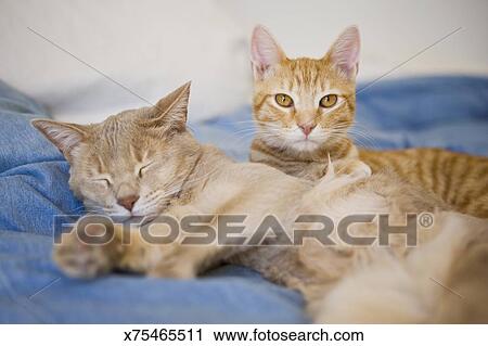 Orange Tabby Kitten And Tan Cat Stock Image X75465511 Fotosearch