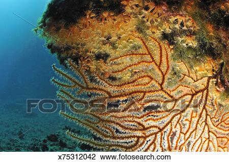 Gorgonian Fan And Ocean Floor Underwater View Stock Image