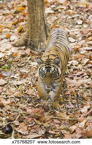 Inde Bandhavgarh Parc National Petit Tigre Marche Dans Forêt Banque De Photo