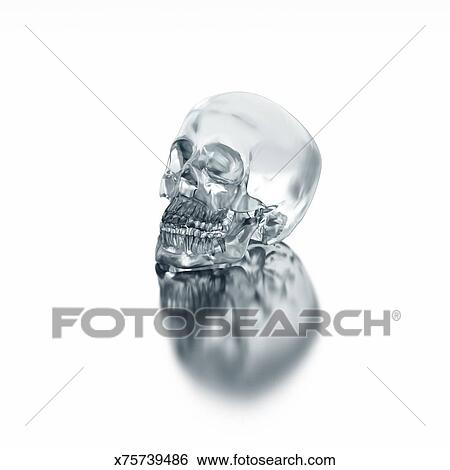 A Gl Skull Laying On Shiny White Surface Stock Ilration A Gl Skull Laying On Shiny White Surface