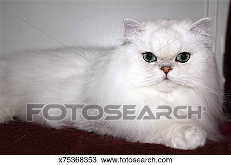 Pedigree Argento Persiano Cincillà Gatto Archivio Immagini