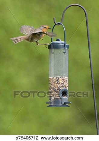 A European Robin Flying Towards A Bird Feeder Stock Image