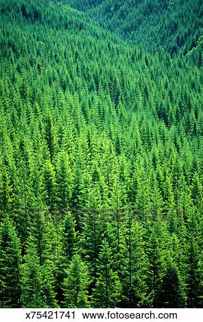 FOREST OF DOUGLAS FIR TREES IN WASHINGTON Stock Image | x75421741 ...