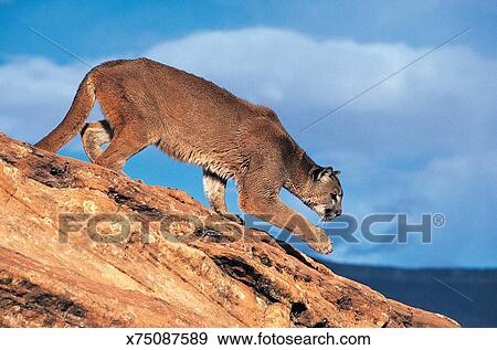 puma mountain