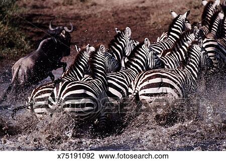 Herd Of Burchell S Zebra And Wildebeest Running Stock Image