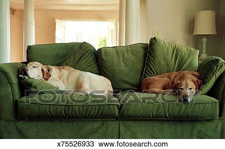 Dogs Sleeping On Sofa Stock Image X75526933 Fotosearch