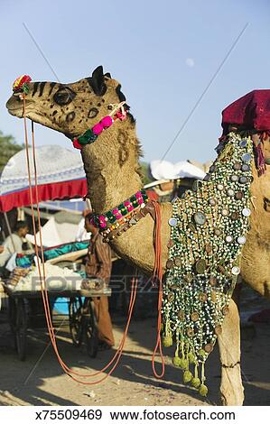 India Rajasthan Pushkar Camel Wearing Jewelry And Decorations