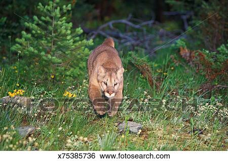 puma saut puma saut