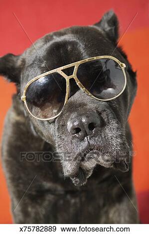 perros con lentes de sol