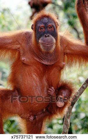 Sumatra Orangutan And Baby Sumatra Endangered Stock Image