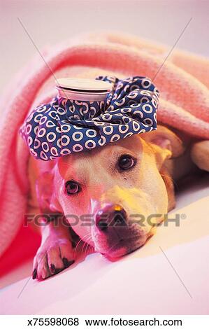 Pictures Of Dog Under Blanket With Ice Bag On Head X75598068 Dog Under Blanket With Ice Bag On Head