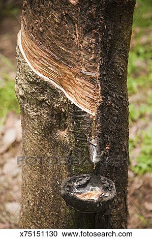 جرح شجرة المطاط ركض لبن الشجر أضعف ألبوم الصور X75151130