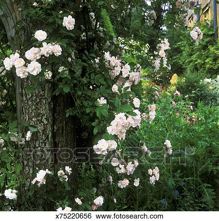 Rosa Pauls Himalaya Musc Rambling Rose Rose Pâle Fleur Haut Tronc Arbre Juin Banque De Photographies