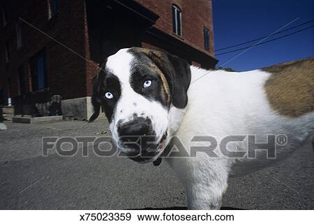 Short Haired Saint Bernard In Middle Or Roadway Wide Angle Stock