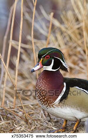 Wood Duck Identification All About Birds Cornell Lab Of