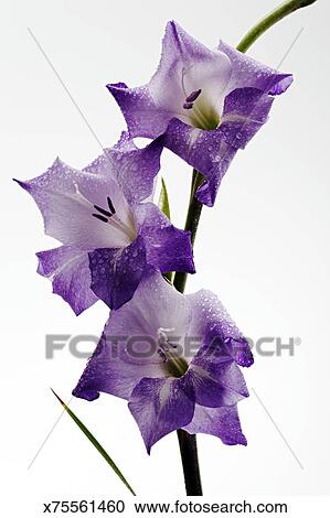 Gladiolus Flower White - Best Flower Wallpaper